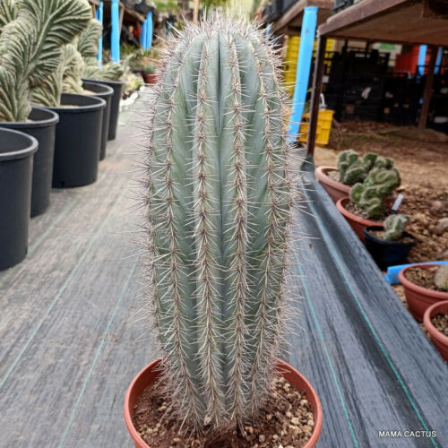 A7258 PACHYCEREUS PRINGLEI VERY OLD pot 22 cm H 42 cm W 13 cm MaMa Cactus