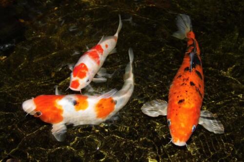 Freeze-Dried Brine Shrimp Cubes - All Tropicals, Marines, Koi & Turtles. JAR - Picture 7 of 14