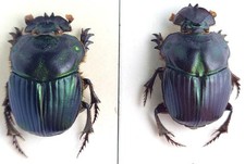 Phanaeus for collectors | Horned Rhinoceros Dung Beetles