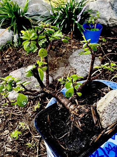 Minature Jade Pre Trained Bonsai -35 Year Old- Portulacaria Africa Elephant Bush - Picture 7 of 10