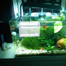 Fish Net Fry Hatchery Incubator with Suction Cup for Aquarium(Random Color)