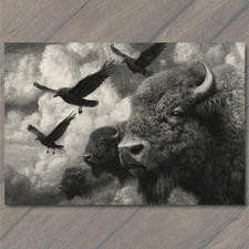 POSTCARD Bison Herd Black White Crows Storm Clouds Western Wildlife Surreal Sky