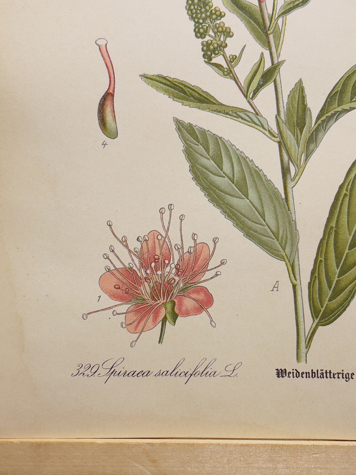 1886 ANTIQUE PICTURE LITHOGRAPH ART PRINT BOTANY FLOWER FLORA NATURE DECO POSTER