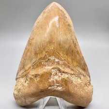 Collector Quality 5.63