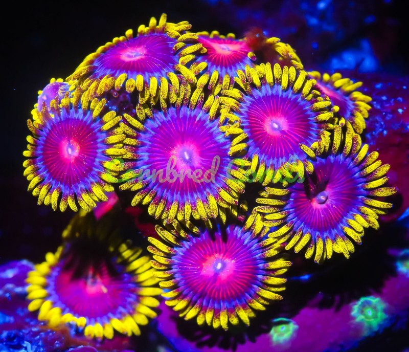 Cornbred's Spitfire Zoas - 1 POLYP - Frag - LIVE CORAL