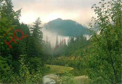 Ansichtskarte: Redwood Forest, Nordkalifornien