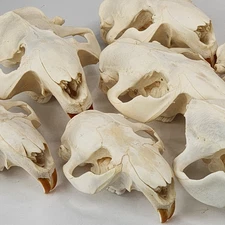 Real Beaver Skull Top - Craft Grade Generic - Castor Canadensis - USA