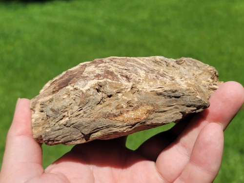 Petrified Wood Cretacous Period Of Texas Aguja Formation Brewster County Rare - Picture 6 of 11