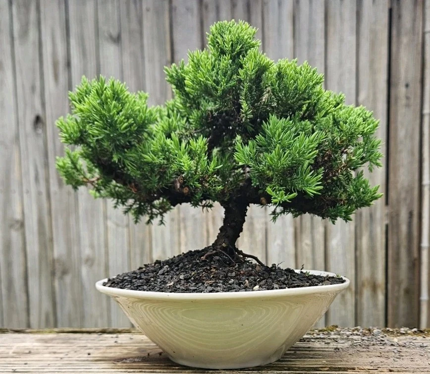 Pre-Bonsai Clay Outdoor Bonsais for sale | eBay