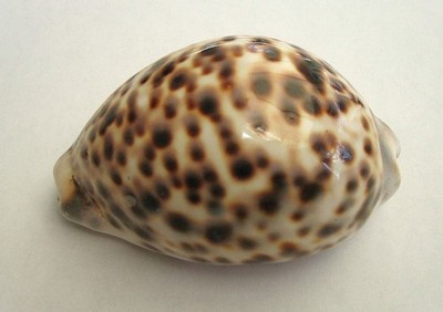 Cypraea tigris Kaurischnecke Tigerschnecke  8 cm große Meeresschnecke #2