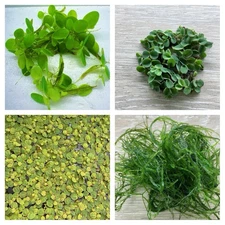 Mix Live  Floating Aquarium Plants Combo Buy 2 Get 1 Free