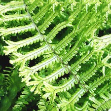 Dryopteris Affinis Cristata the King Golden Male Fern Semi-Evergreen Hardy