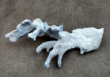 Medium Blue Ridge Coral Fragment (1 coral fragment approx. 5+ inches)