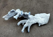 Medium Blue Ridge Coral Fragment (1 coral fragment approx. 5+ inches)