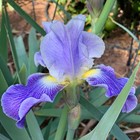 Tall Bearded Iris Rhizome "II STUTTER"  Douglass Kanarowski  2012  LAST ONE! — photo 2