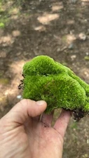 Live Leucobryum/Pin Cushion Moss
