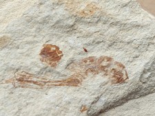 Fossiler Krebs? - Kreide (100 Mio. Jahre alt)...
