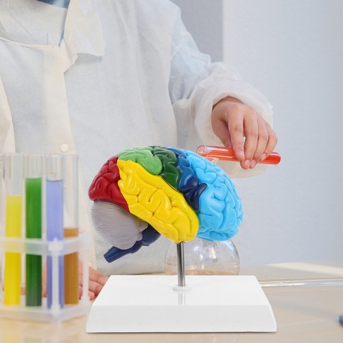 Brain Model Human Anatomy Medical for Kids Child Structures 3d - Picture 8 of 12