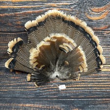 Real Wild turkey Tail feathers plume art fan Bustle Fly Tying Craft Mount Voodoo