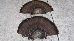 2 EASTERN WEST VIRGINIA WILD TURKEY TAIL FANS BOTH 28" WIDTH & 18"-19" HEIGHT
