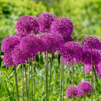Garden State Bulb Purple Sensation Allium Flower Bulbs, 12/+ cm, Fall Planting