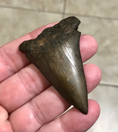 XXL CHOCOLATE- 2.57” x 1.79” -ST.MARY’S RIVER,GA-MAKO/HASTALIS SHARKTOOTH FOSSIL