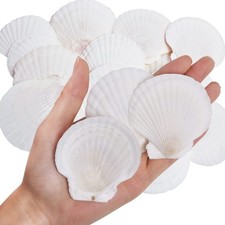 Natural Scallop Shells 30PCS 2-3 Inch White Sea Craft Decor WeDoSoy Decorating
