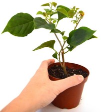 1 PC 3  POT CALIFORNIA GOLD BOUGAINVILLEA LIVE PLANT FRESH GUARANTEED BEST GIFT