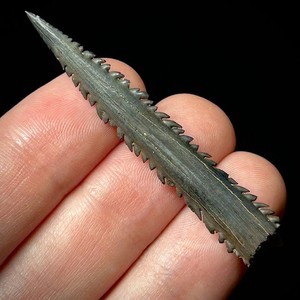 Whiptail Stingray Barb (Dasyatidae sp.) 2.05" Fossilized Ray Spine Batoid Fossil