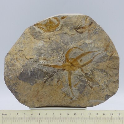 Fossil Seestern Paar Spröde Ophiura uralt Meeresbewohner Ordovizium Marokko