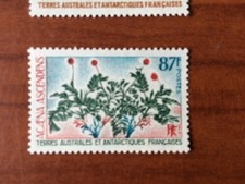 TAAF Yvert Num 53 ** MNH Flore ANNEE 1973