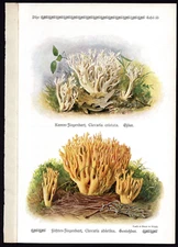 1913 Original Antique Color Print Clavaria Cristata & Clavaria Abietina Mushroom