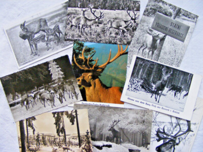 Postkarte Ansichtskarte vintage Sammlung verschiedene Motive Reh Hirsch Elch alt