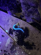 Spirobolellus sp. Maui Millipede GLOWS 5ct