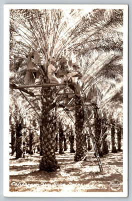 RPPC  California Sun Ripe Dates Being Picked  Postcard  c1930