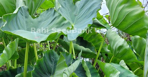 10 X Taro Asian Tall Green a Delicious & Vigorous Growing Taro 10 Small Plants - Picture 6 of 7