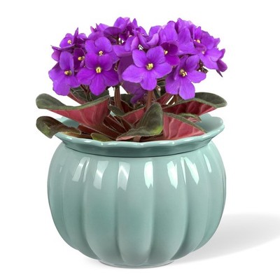 SelfWatering Ceramic Pots for Indoor Plants   6 Inch Planter for Succulents &