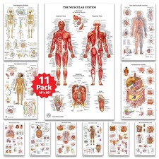 Human Anatomy Posters 11PCS 18x30 Medical Body System Educational Charts New USA
