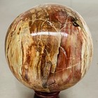 Natural Petrified Wood Polished Stone Quartz Crystal Sphere Ball Healing 1380G — photo 8
