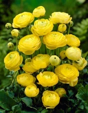 Yellow Ranunculus Bulbs for Planting