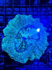 CE- WYSIWYG Acanthophyllia Coral Frag LPS SPS #AC3