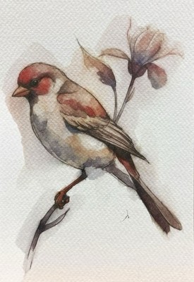 Original Watercolor Painting Finch Bird   Size (5x7 inches)