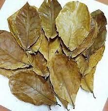 25pcs Catappa indian almond leaves ketapang leaf shrimp betta fish aquarium care