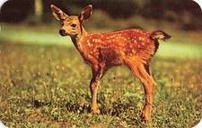 A Little Baby Deer in a Grass Field - Postcard