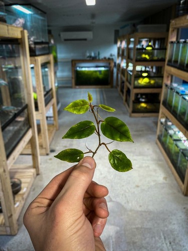 Ficus Radicans Stem Cutting – Live Terrarium Plant For Dart Frog Vivariums 7 thumbnail image