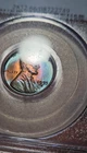 1955 S TONED Lincoln Wheat Cent PCGS MS 66 RB Toning SEE VIDEO 1C