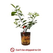 1 Gal. Improved Meyer Lemon Tree Live Tropical Tree with White Flower to Yellow
