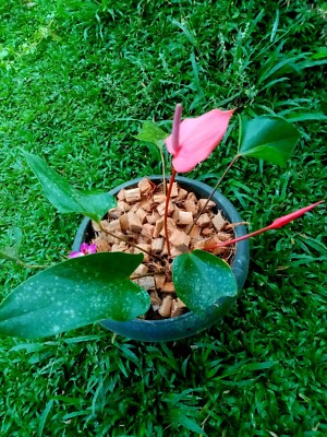 Coconut Husk Chips Natural Pure Organic 100% Natural for Anthuri Orkitt