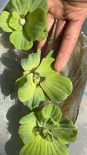 15 Pieces Water Lettuce - Fresh And Clean Floating Pond Plant