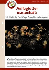 Hodowla muszki owocowej Drosophila melanogaster / karta informacyjna akwarium